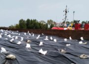 Tak Hanya Polisi, KSOP Pangkalbalam dan ESDM Pun Bungkam