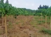 Pepaya California Berdaging Merah dan Manis Jadi Andalan H. Amir