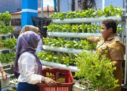 Intip Kisah BRInita di Jayapura, Urban Farming Jadi Gaya Baru Bertani di Lahan Sempit