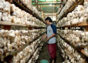 Mengenal Desa BRILIan Trawas: Giat Sukses Pelaku UMKM Kopi dan Jamur Tiram Berkat Inovasi dan Kreativitas