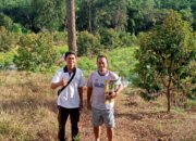 Kebun Durian Terbesar dan Wisata Edukasi Pertanian di Bangka Selatan