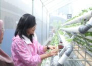 Didukung oleh BRI Peduli, Intip Kegiatan Bertani di Tengah Kota Medan