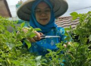 Program BRInita Sukses Jadikan Kelurahan Padjajaran Bandung Jadi Percontohan Urban Farming