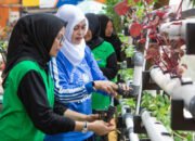 Berkat Program BRInita, Kelompok PKK Rawa Barat Sukses Budidaya Hidroponik dan Ikan Nila