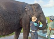Melihat Perawatan Gajah Sumatera di Pusat Konservasi Padang Sugihan