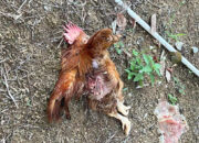 Heboh Kematian Ayam Peliharaan di Desa Jeriji, Bangka Selatan: Diduga Serangan Hewan Dilindungi