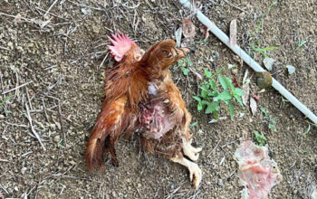 Heboh Kematian Ayam Peliharaan di Desa Jeriji, Bangka Selatan: Diduga Serangan Hewan Dilindungi