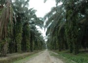 PT GFI Tegaskan Tak Ada Uang yang Diberikan ke Oknum Kejati Babel