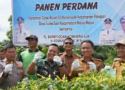 Panen Raya Cabe di OKI Berhasil Tekan Angka Inflasi