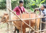 Petugas Dinas Pertanian Cek Kebuntingan Sapi di Desa Pasir Putih, Kecamatan Tukak Sadai