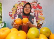 Usaha Klaster Jeruk Ini Makin Berkembang Berkat Pemberdayaan BRI