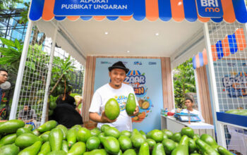 Berkat Program Pemberdayaan BRI Klasterku Hidupku, Petani Ini Berhasil Kembangkan Budidaya Alpukat