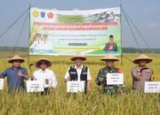 Usai Panen Raya, Petani OKI Langsung Tanam Padi IP 300