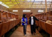 Dorong Ekonomi Kerakyatan Bergeliat, BRI Salurkan KUR Rp114,28 Triliun kepada 2,5 juta Debitur UMKM Hingga Agustus 2025