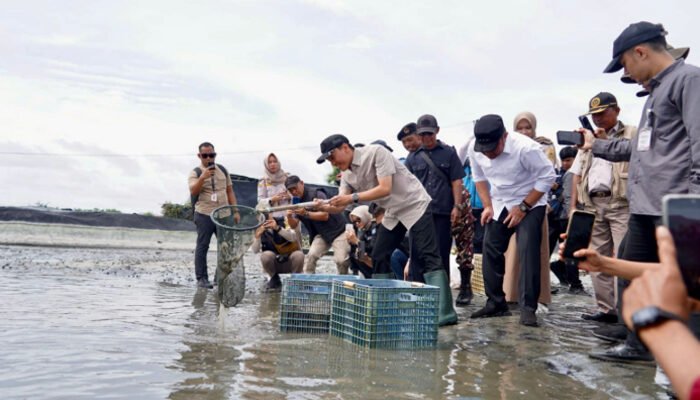 Sumbang Devisa, Tambak Udang OKI Dipasok Listrik Andal