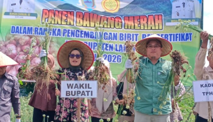 Miliki Nilai Jual Tinggi Wabup Lahat Panen Perdana Bawang Merah Brebes