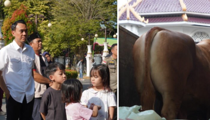 Sapi 1,1 Ton Milik Peternak OKI Jadi Pilihan Kurban Presiden Prabowo