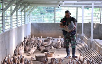 Bangun Ekonomi Lokal Berkelanjutan, PTBA Tingkatkan Kompetensi Kelompok Budidaya Itik Petelur