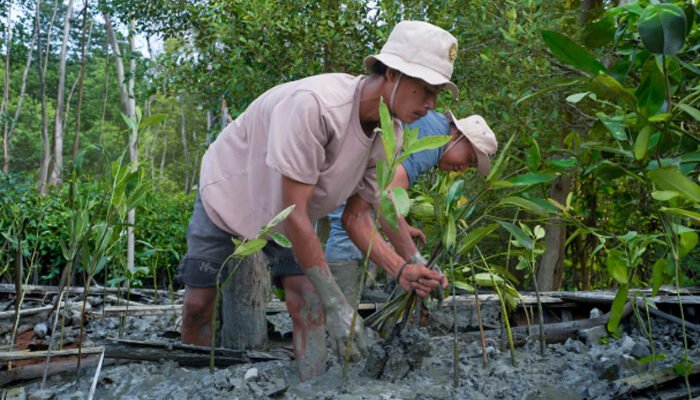 Kisah Masyarakat Pasir Sakti: Dulu Terkikis Abrasi, Kini Tumbuh Mangrove yang Menghidupi