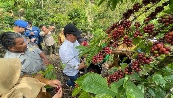 PTBA Dampingi Petani Kopi Sawahlunto Panen dan Ciptakan Nilai Tambah