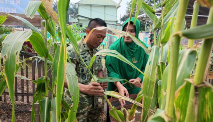 Ketahanan Pangan Bukan Basa-Basi, Dandim Lahat Turun Langsung ke Ladang