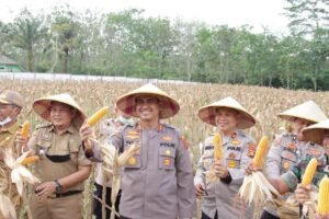 Kapolres OKI Panen Jagung Perdana di Mesuji Makmur