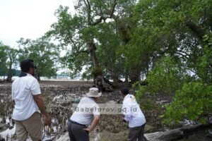 Ekosistem Bakau di Babel Salah Satu yang Tertua di Dunia
