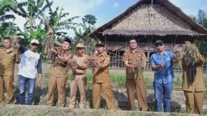 Cukup Menjanjikan, Pemkab Muratara Kembangkan Bawang Merah