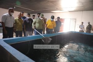 Gubernur Libatkan UBB dalam Produksi Benur Vaname