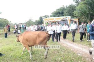 Wujudkan Swasembada Daging, Gubernur Serahkan Bantuan Sapi di Desa Cambai
