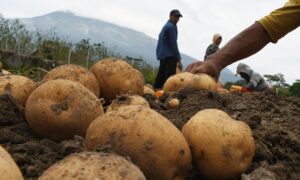 Tiga Varietas Kentang Unggul, Harapan Kentang Industri