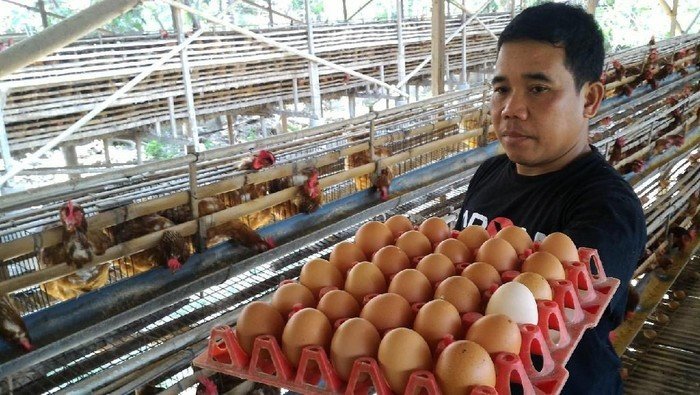 Harga Pakan Tinggi, Peternak Jual Telur Seharga Rp 14.500 per Kilogram