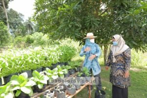 Manfaatkan Halaman Rumah, Warga Desa Sungai Padang Tanam Toga dan Sayur-Mayur