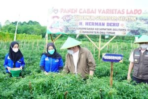 Herman Deru Panen Cabai Lado Bersama Petani di OKU Timur