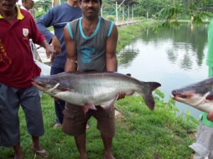 Kolam yang Tepat untuk Budidaya Ikan Patin