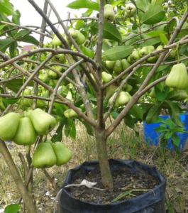 Jambu Air Madu Deli, Jambu Semanis Madu Tidak Berbiji