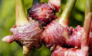 Gubernur Babel Tetapkan Harga Jahe Merah Isoman Agar IKM Tetap Eksis