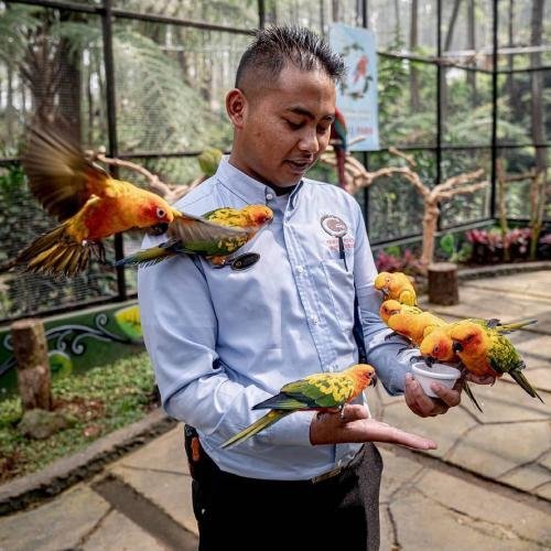 Pengusaha Jual Koleksi Burung untuk Bayar Gaji Karyawan
