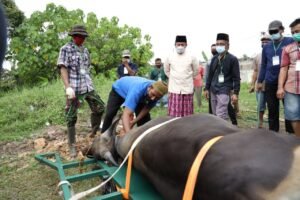 HD Apresiasi Alat Potong Hewan Kurban, Inovasi Warga Talang Gading Kalidoni