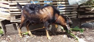 Di Lahat, Hewan Qurban Wajib Pegang Surat Sehat