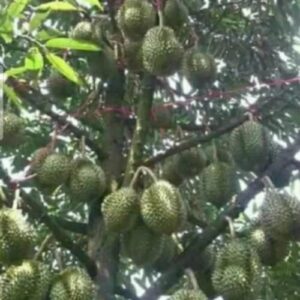 Belitung Musim Durian, Pecinta Durian Wajib Mampir