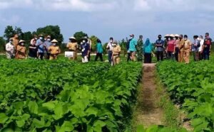 Gubernur Apresiasi Pengelolaan Lahan Pasca Tambang di IP2TP Milik BPTP Babel