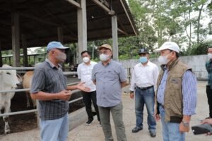 Gubernur Babel Sedang Jajaki Pembiakan Sapi Australia