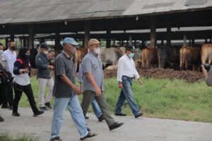 Belajar dari Mat Aji yang Sukses Ternak Ribuan Sapi