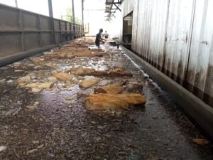 Pengolahan Sagu di Bangka Jadi Role Model Ketahanan Pangan Nasional