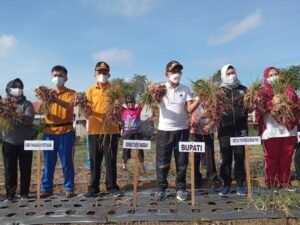 Kabupaten Bangka Kembali Berhasil Budidaya Bawang Merah