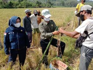 Cegah Gangguan Hama Tikus, Petani Diajak Bersihkan Lingkungan Sekitar Sawah