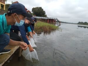 140 Ribu Benih Ikan Ditebar di Parairan Muba