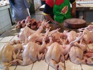 Harga Ayam di Kabupaten Bangka Melejit Rp40 Ribu per Kilogram