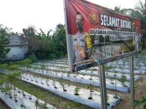 Polsek Pemali Manfaatkan Lahan Tidur untuk Ketahanan Pangan